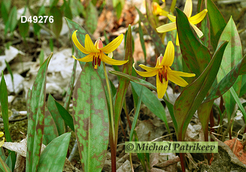 Yellow Trout Lily (Erythronium americanum)